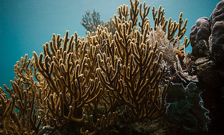 Crossing Oceania: Fiji to Bali